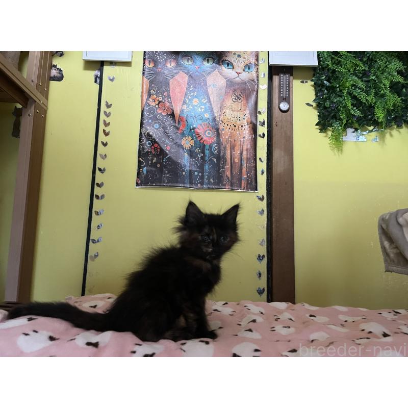 販売中の京都府のメインクーン-131910の3枚目