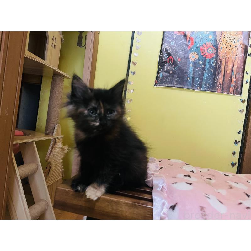 販売中の京都府のメインクーン-131910の2枚目