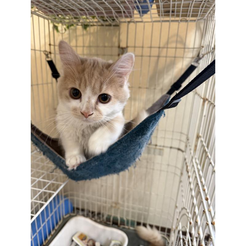 販売中の埼玉県のスコティッシュフォールド-124878の43枚目