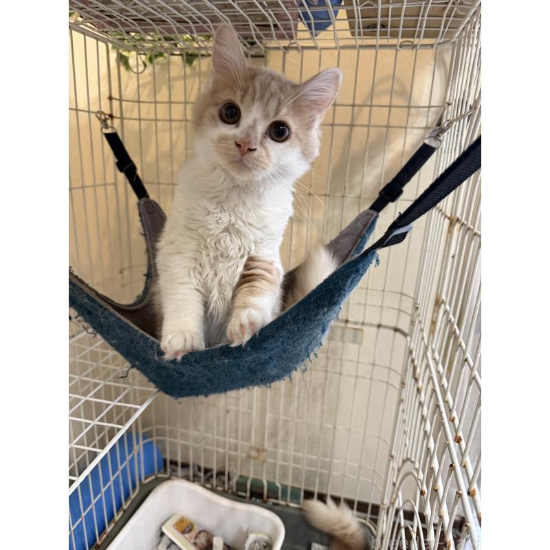 販売中の埼玉県のスコティッシュフォールド-124878の42枚目