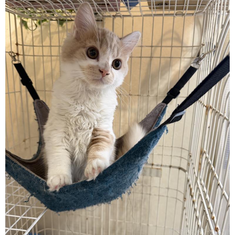 販売中の埼玉県のスコティッシュフォールド-124878