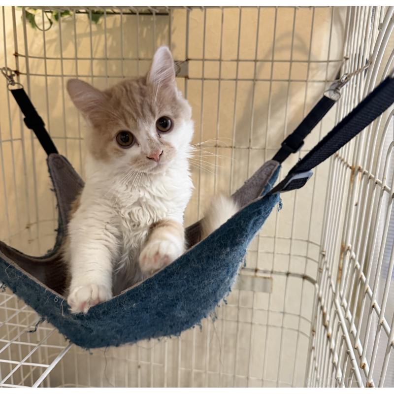 販売中の埼玉県のスコティッシュフォールド-124878の40枚目