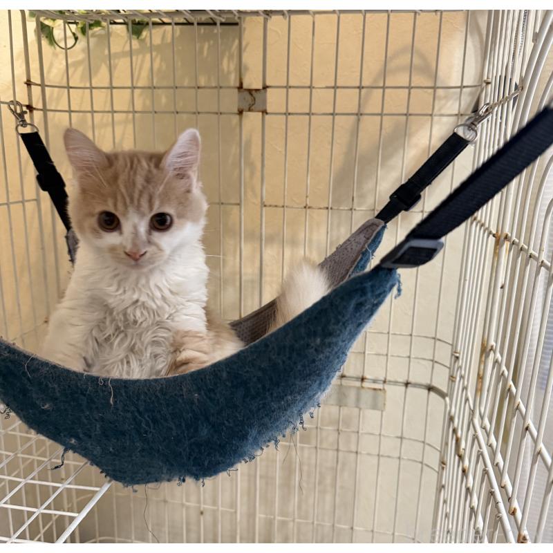 販売中の埼玉県のスコティッシュフォールド-124878の39枚目