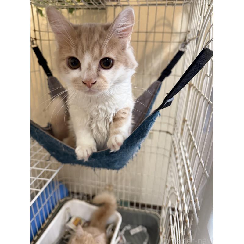 販売中の埼玉県のスコティッシュフォールド-124878の38枚目