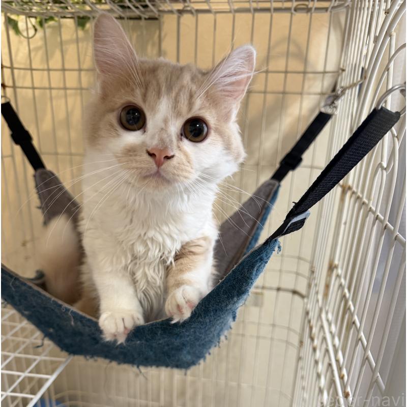 販売中の埼玉県のスコティッシュフォールド-124878の37枚目