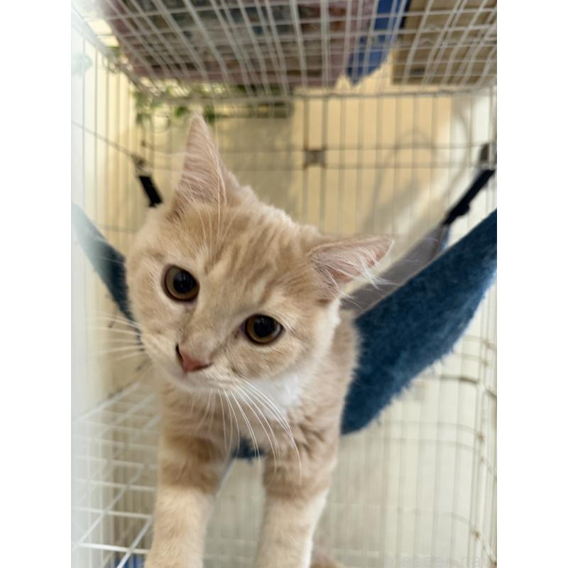 成約済の埼玉県のスコティッシュフォールド-124872の32枚目