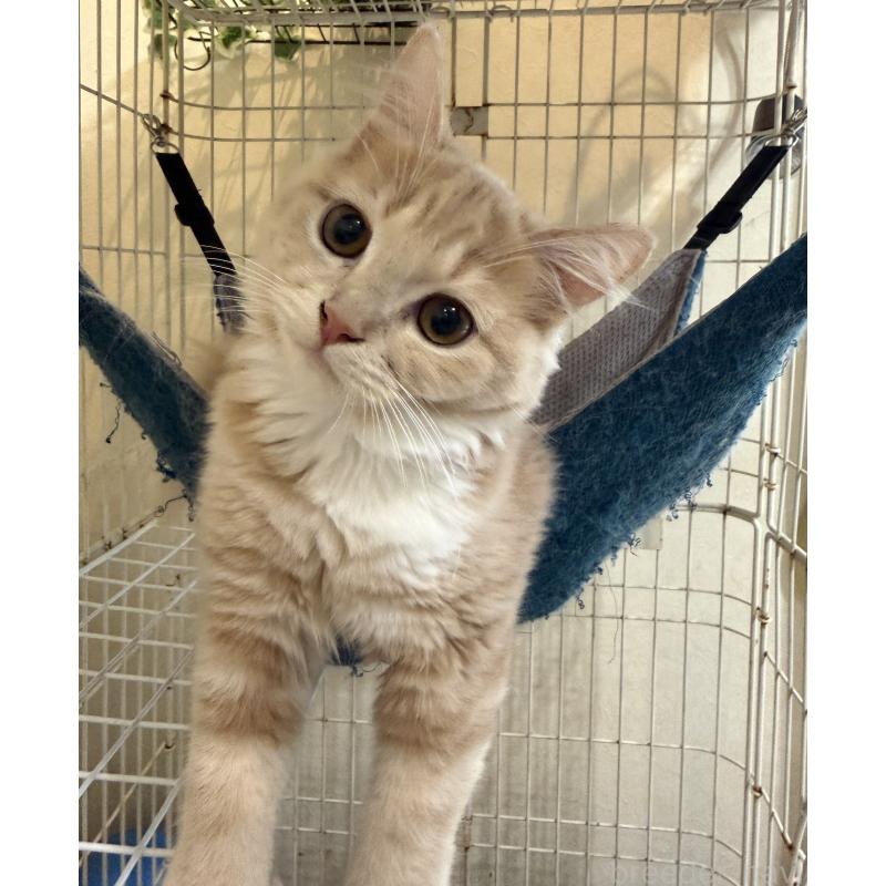 成約済の埼玉県のスコティッシュフォールド-124872の31枚目