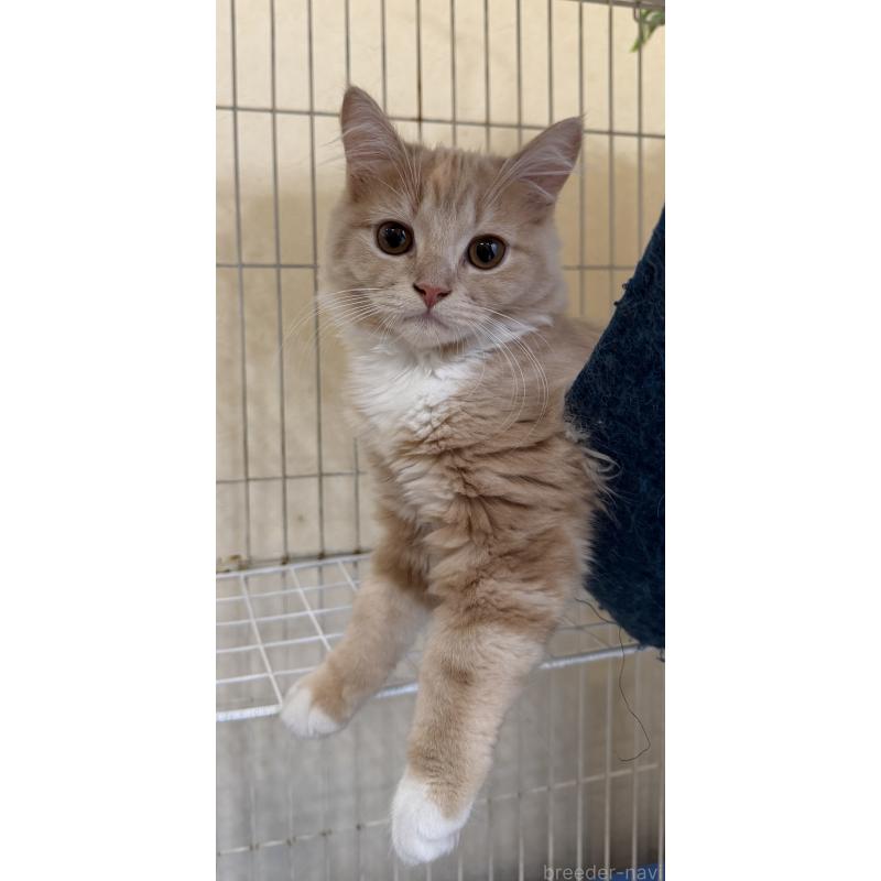 成約済の埼玉県のスコティッシュフォールド-124872の29枚目