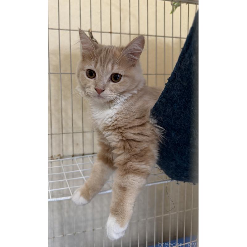 成約済の埼玉県のスコティッシュフォールド-124872の28枚目