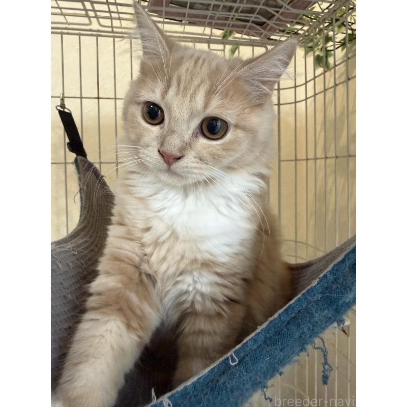 成約済の埼玉県のスコティッシュフォールド-124872の27枚目