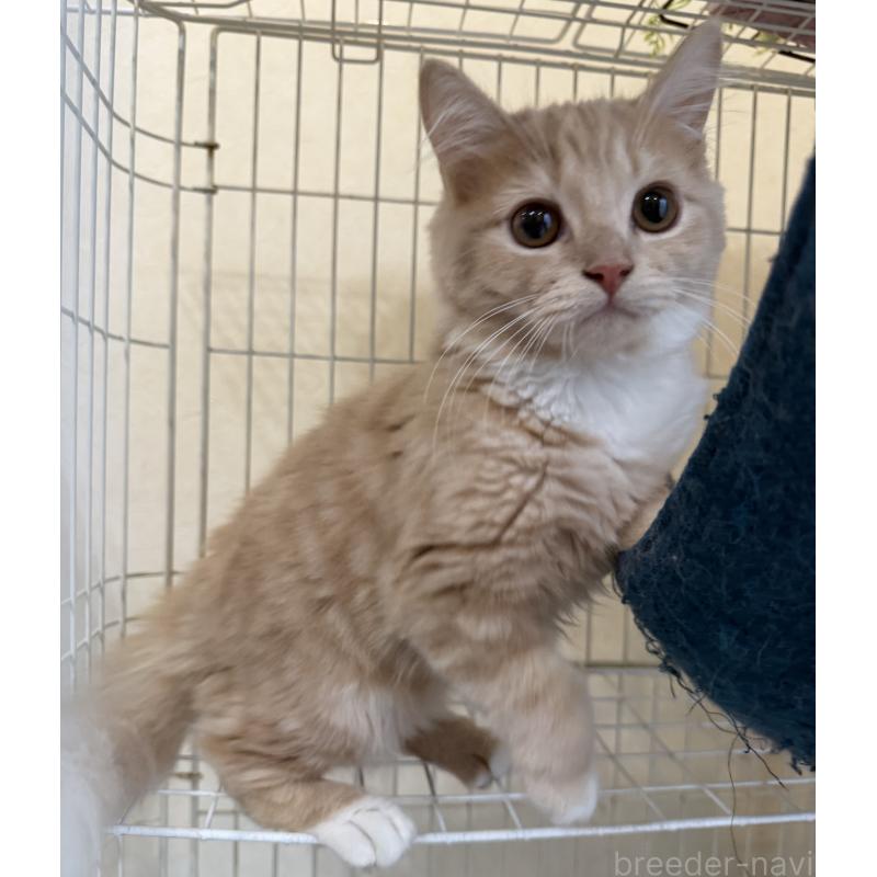 成約済の埼玉県のスコティッシュフォールド-124872の26枚目