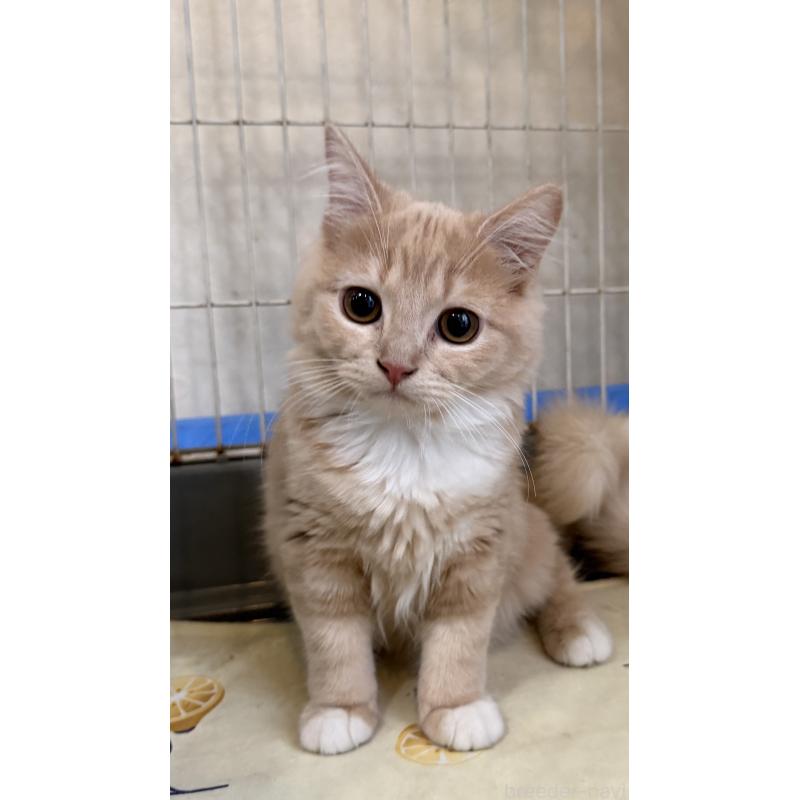 成約済の埼玉県のスコティッシュフォールド-124872の24枚目