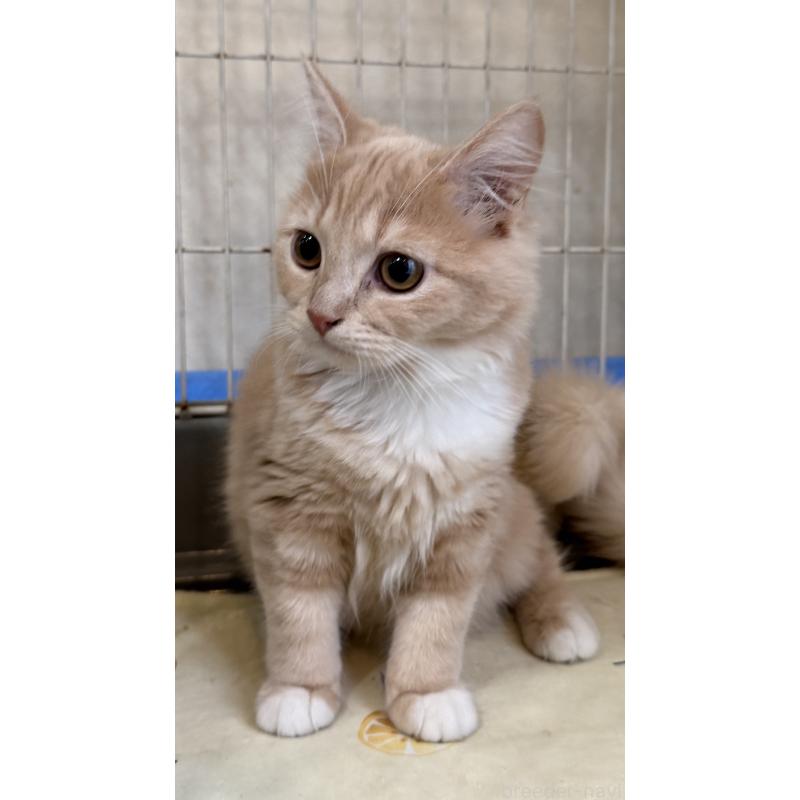 成約済の埼玉県のスコティッシュフォールド-124872の23枚目