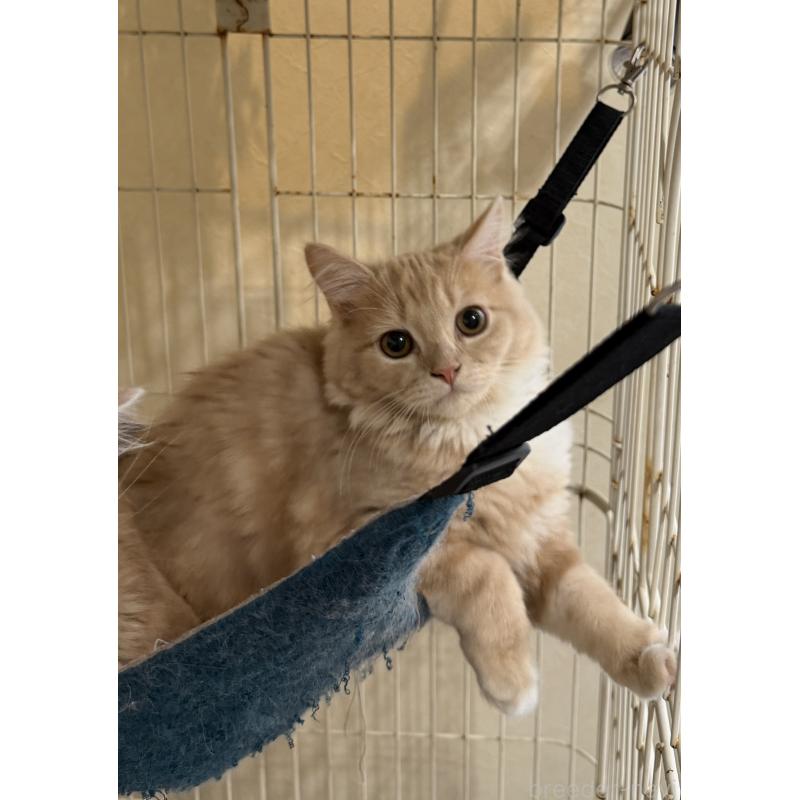 成約済の埼玉県のスコティッシュフォールド-124872の22枚目