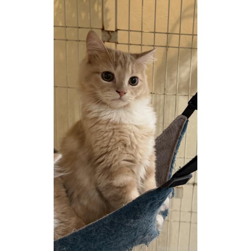 販売中の埼玉県のスコティッシュフォールド-124872