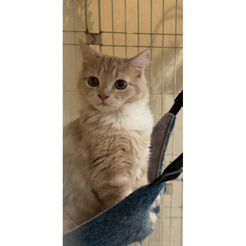 成約済の埼玉県のスコティッシュフォールド-124872の20枚目