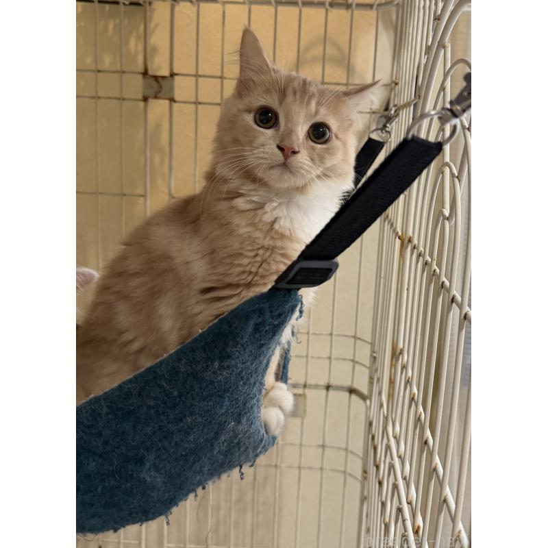 成約済の埼玉県のスコティッシュフォールド-124872の19枚目