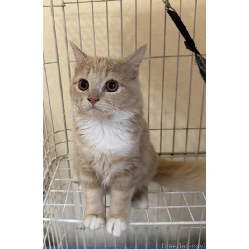 成約済の埼玉県のスコティッシュフォールド-124872の18枚目