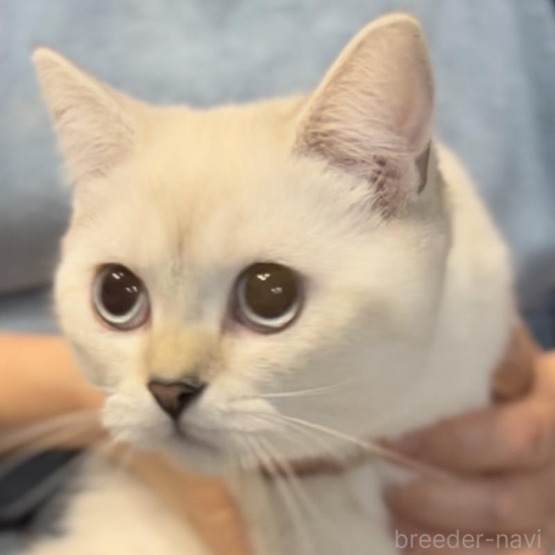 販売中の兵庫県のブリティッシュショートヘア-126586の4枚目