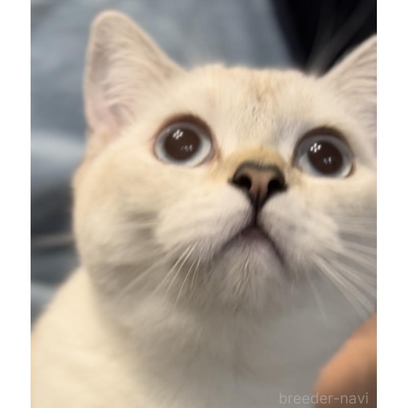 販売中の兵庫県のブリティッシュショートヘア-126586の3枚目