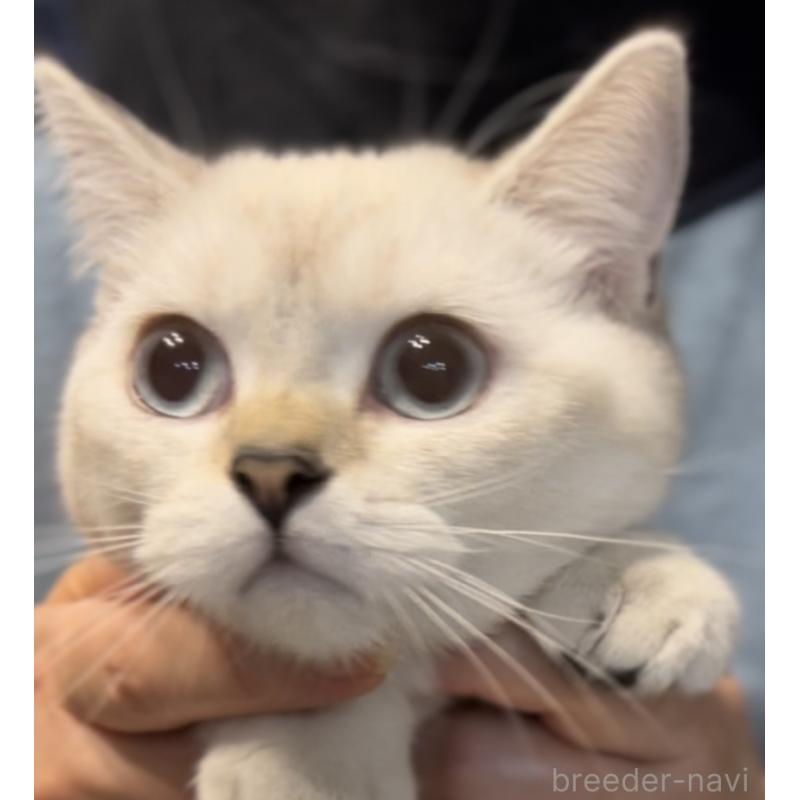 販売中の兵庫県のブリティッシュショートヘア-126586の2枚目