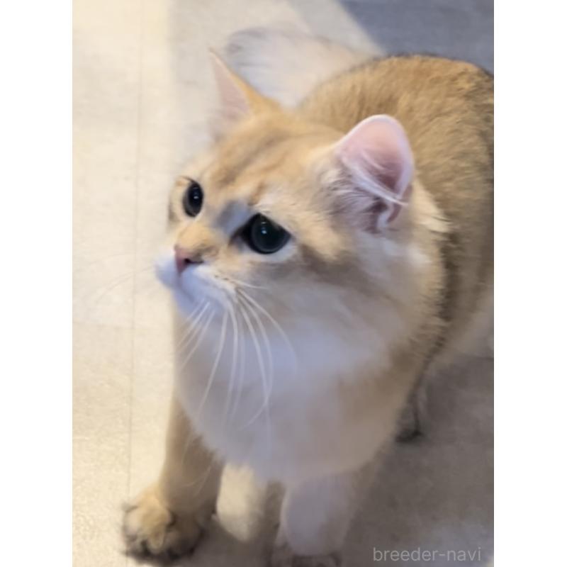 販売中の兵庫県のブリティッシュロングヘア-114144の7枚目