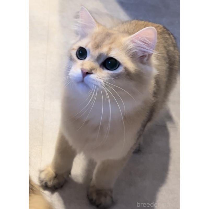 販売中の兵庫県のブリティッシュロングヘア-114144の6枚目