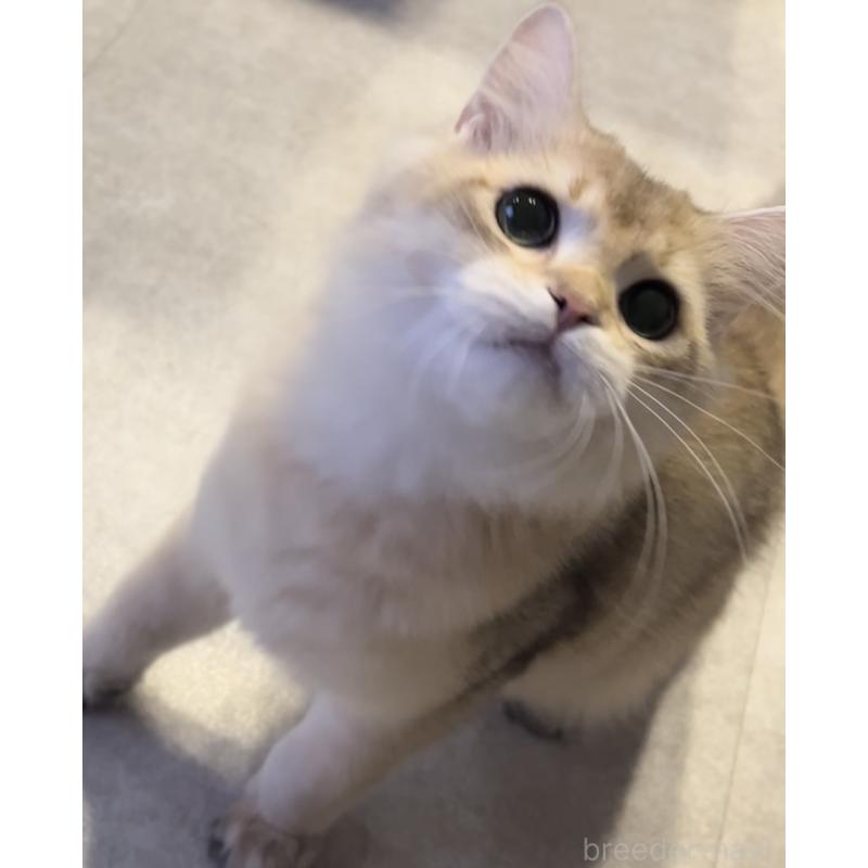 販売中の兵庫県のブリティッシュロングヘア-114144の3枚目