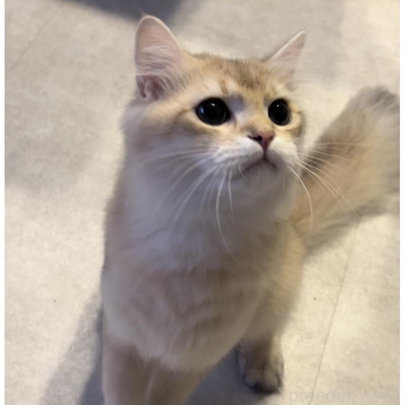 販売中の兵庫県のブリティッシュロングヘア-114144の2枚目