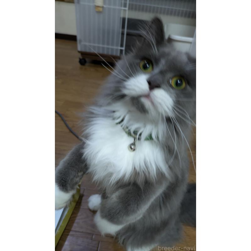 販売中の大阪府のミヌエット-120590の5枚目