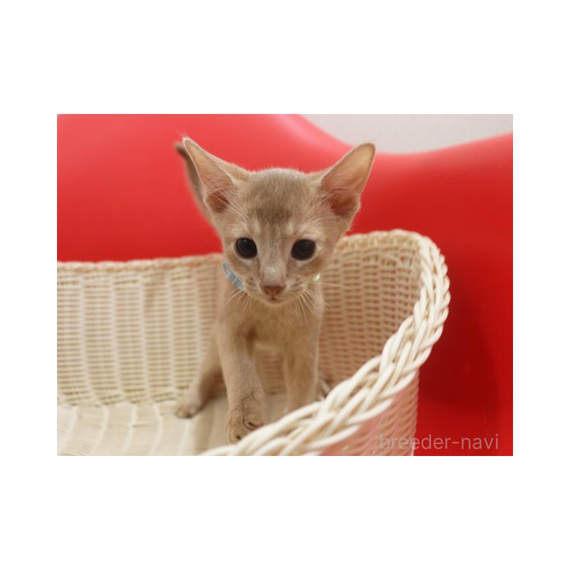 販売中の埼玉県のアビシニアン-132019の2枚目