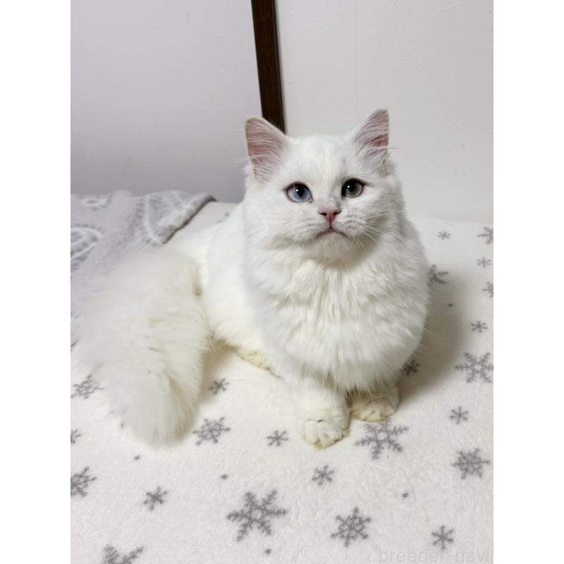 販売中の大阪府のミヌエット(短足)-132021の11枚目