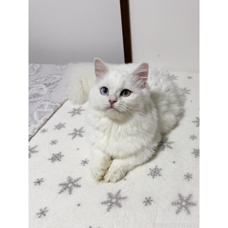 販売中の大阪府のミヌエット(短足)-132021の10枚目