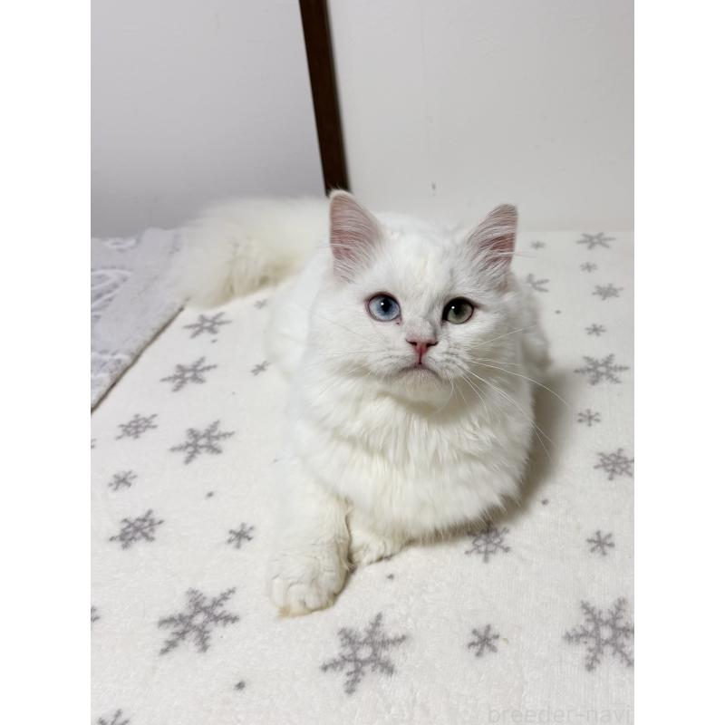 販売中の大阪府のミヌエット(短足)-132021の8枚目