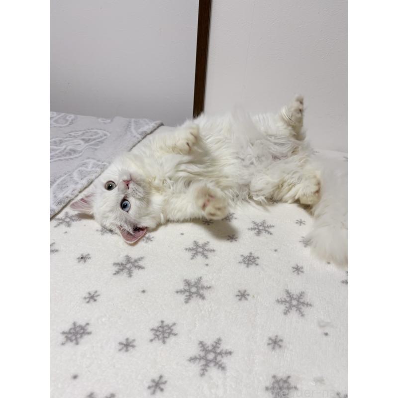 販売中の大阪府のミヌエット(短足)-132021の7枚目