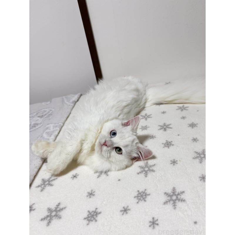 販売中の大阪府のミヌエット(短足)-132021の6枚目