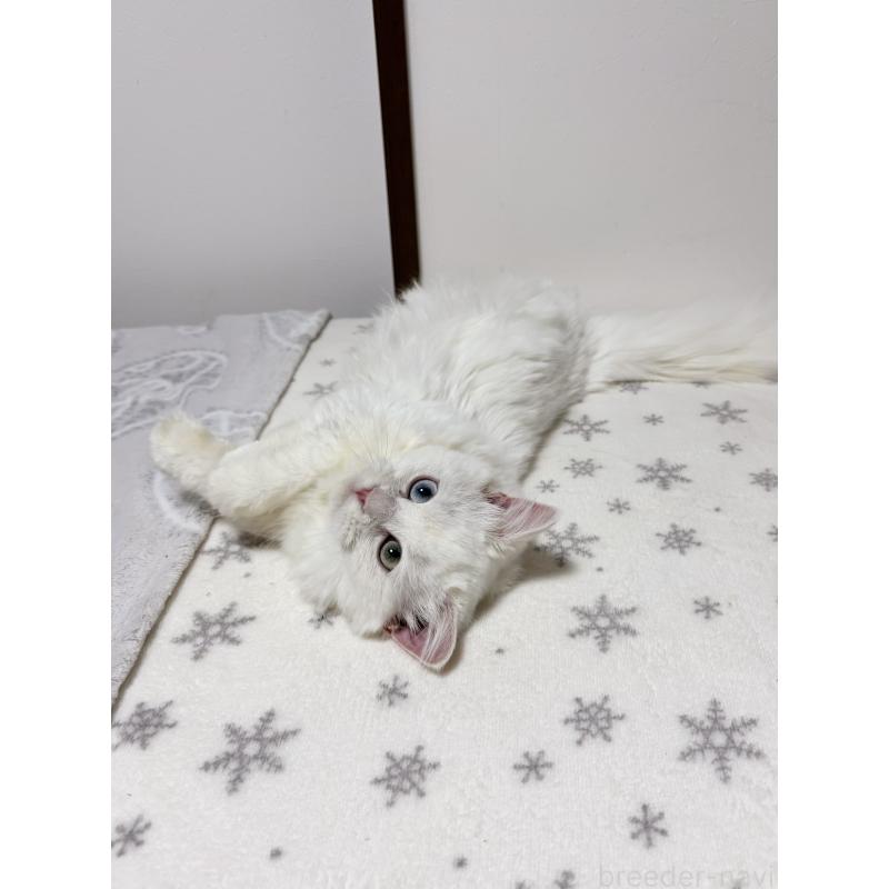 販売中の大阪府のミヌエット(短足)-132021の5枚目