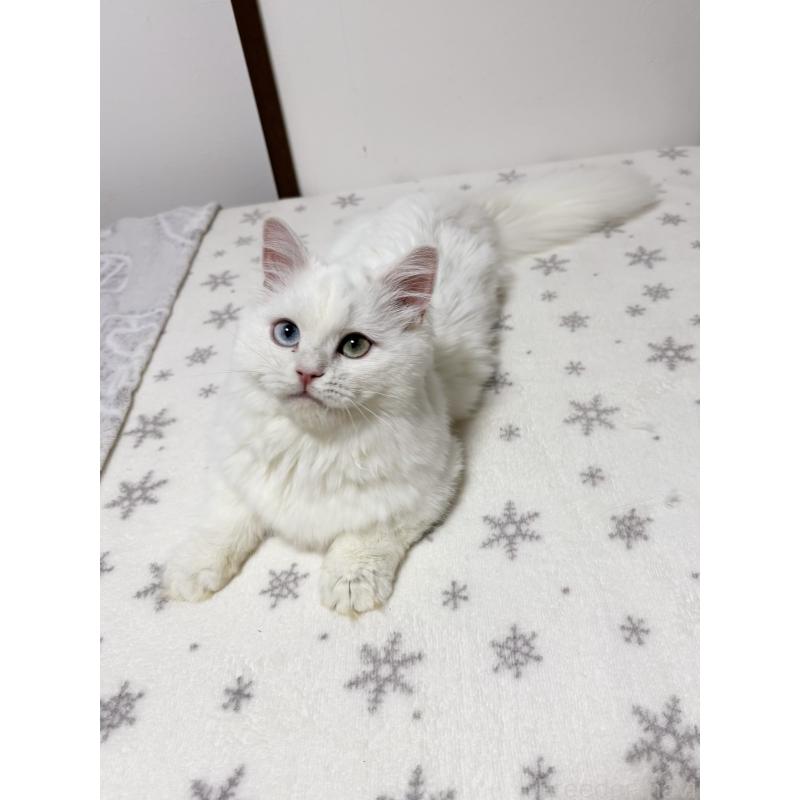 販売中の大阪府のミヌエット(短足)-132021の4枚目