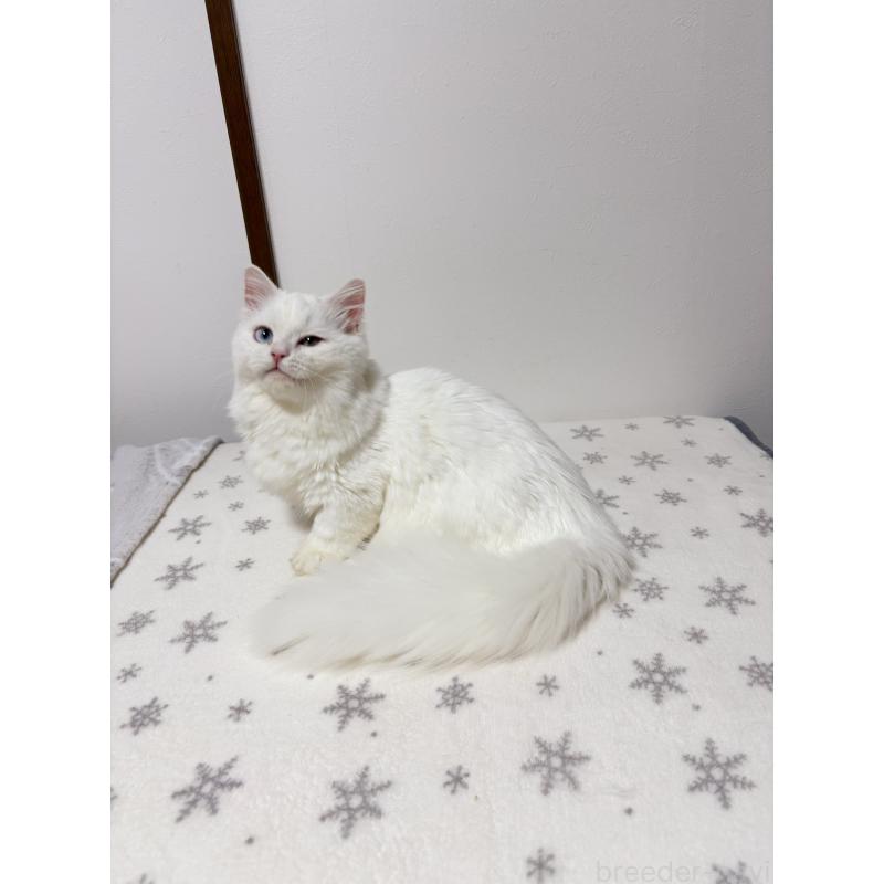 販売中の大阪府のミヌエット(短足)-132021の3枚目