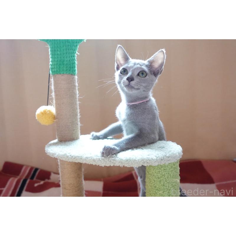 販売中の埼玉県のロシアンブルー-129861の8枚目