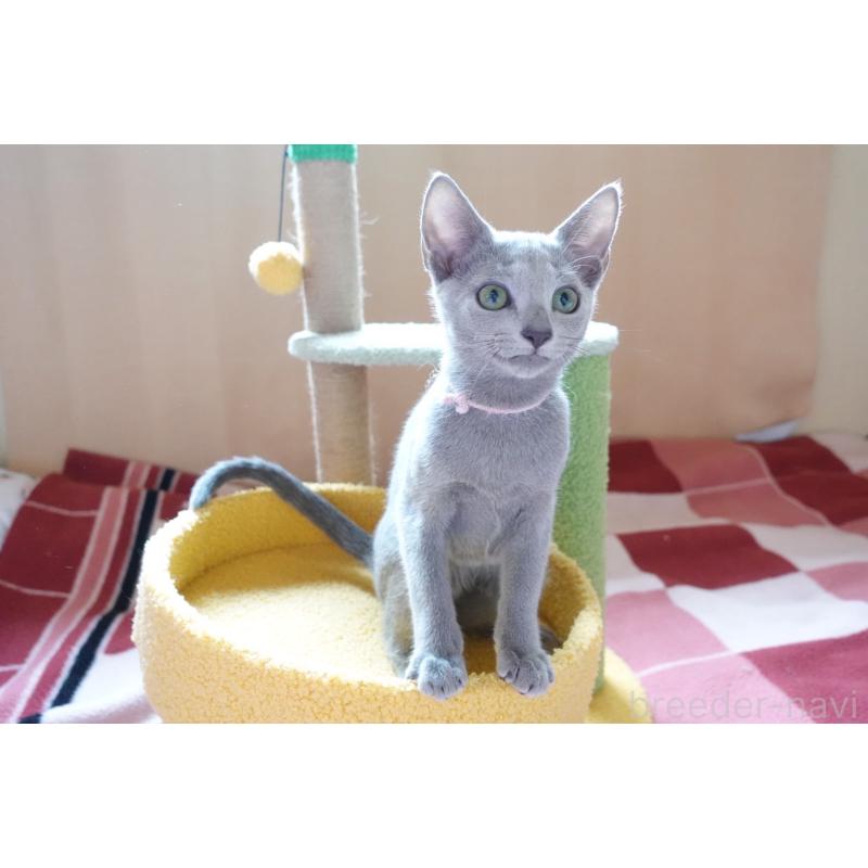 販売中の埼玉県のロシアンブルー-129861の7枚目