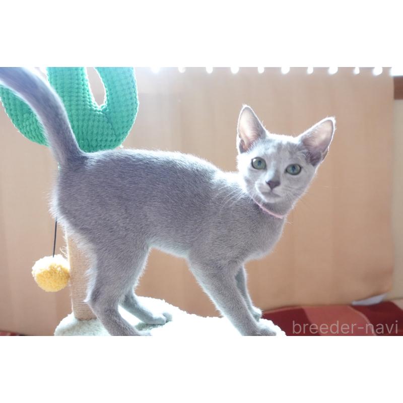 販売中の埼玉県のロシアンブルー-129861の6枚目