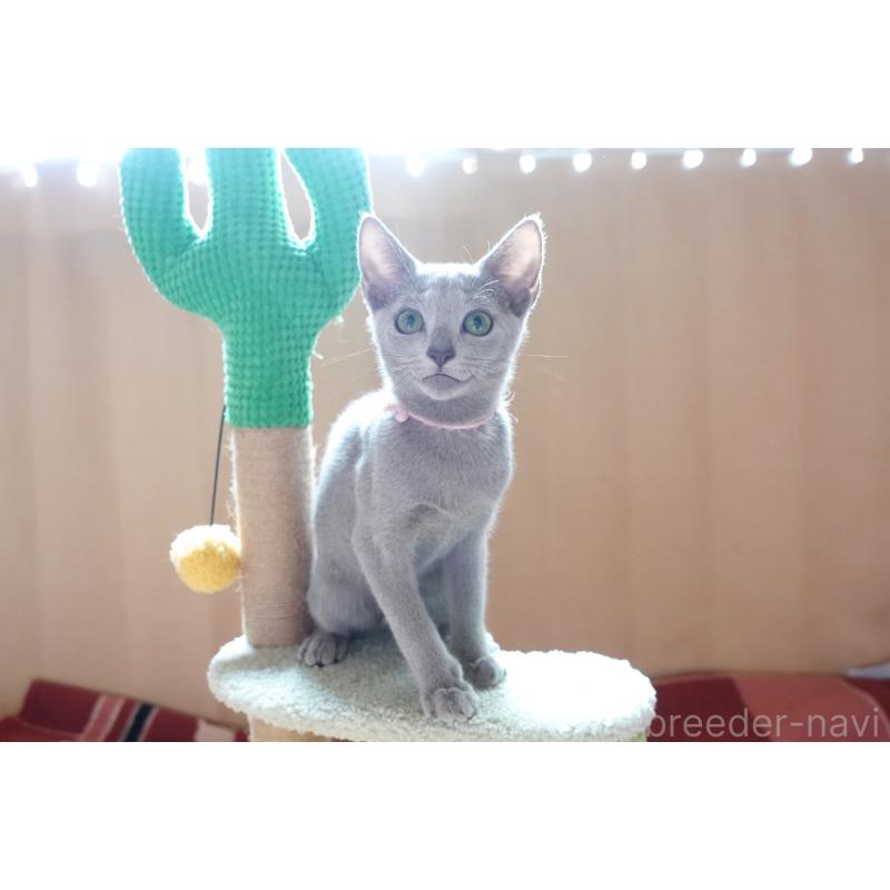 販売中の埼玉県のロシアンブルー-129861の5枚目