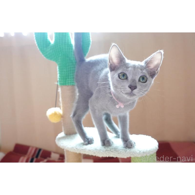 販売中の埼玉県のロシアンブルー-129861の4枚目