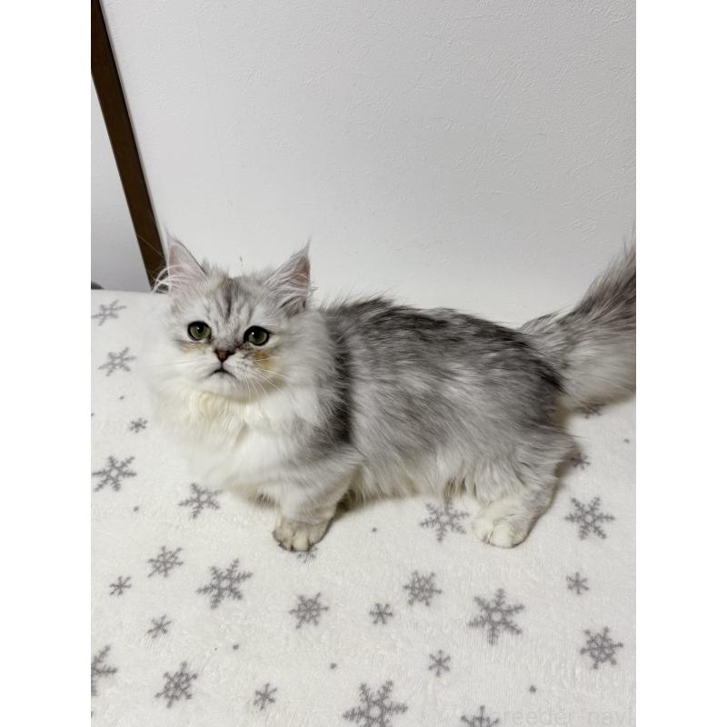 販売中の大阪府のミヌエット(短足)-132022の10枚目