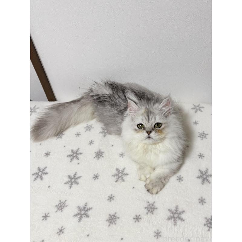 販売中の大阪府のミヌエット(短足)-132022の9枚目