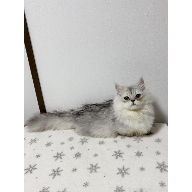 販売中の大阪府のミヌエット(短足)-132022の8枚目