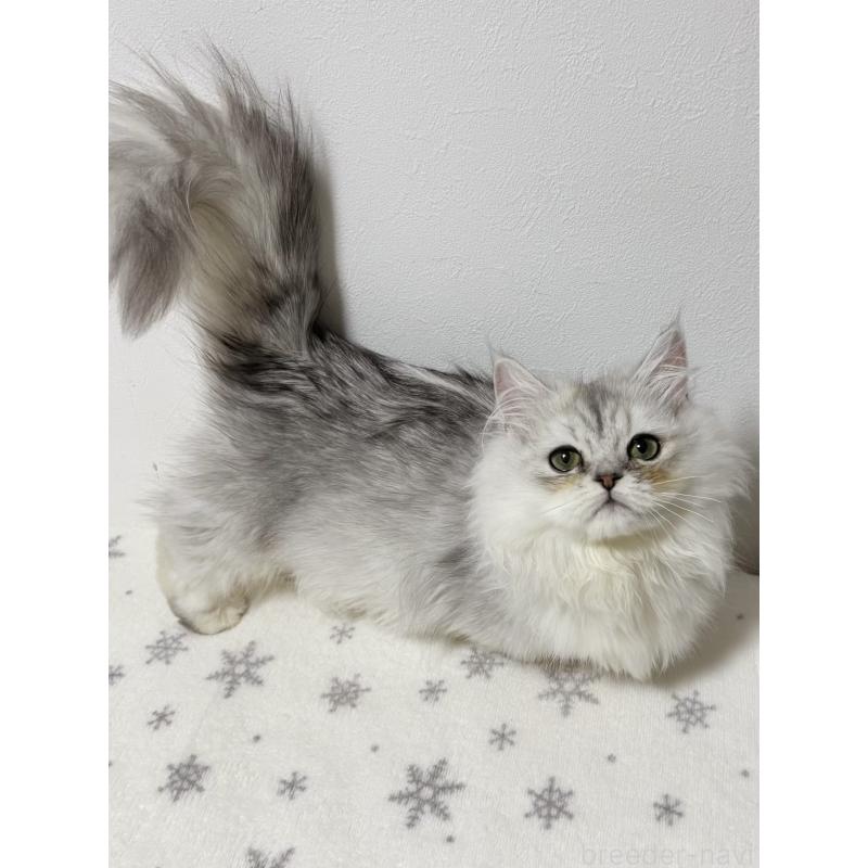 販売中の大阪府のミヌエット(短足)-132022の7枚目