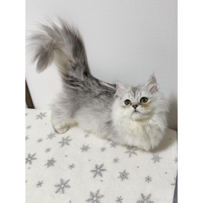 販売中の大阪府のミヌエット(短足)-132022の6枚目