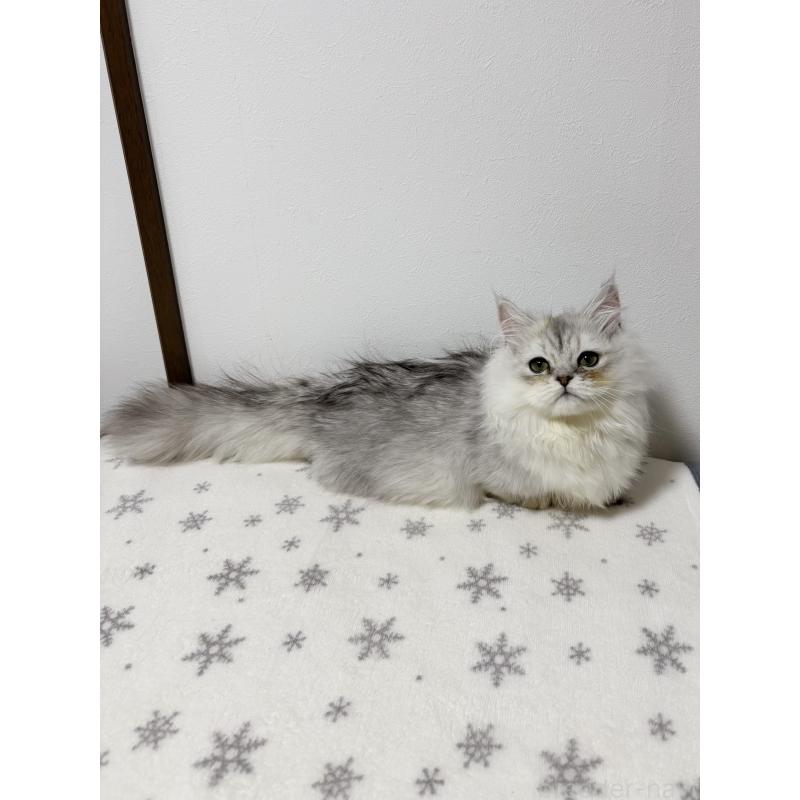 販売中の大阪府のミヌエット(短足)-132022の5枚目